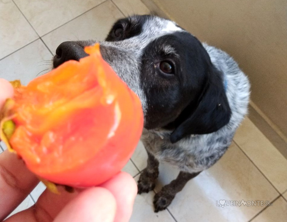 Бразильская ярмарка