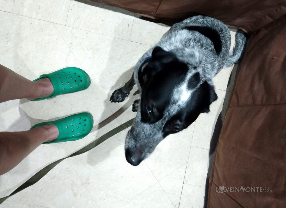 С собакой в Бразилии