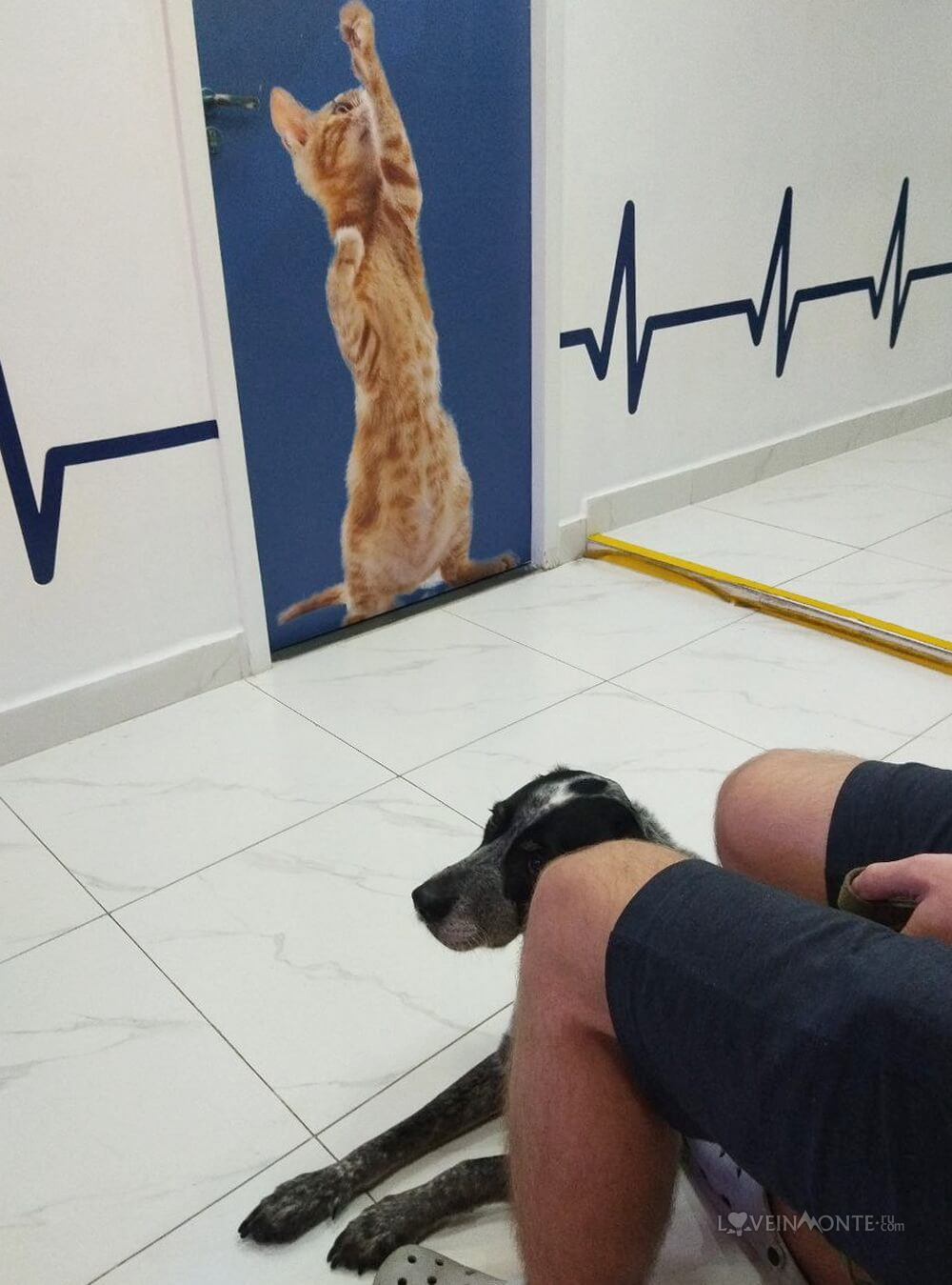 Ветеринарная клиника в Бразилии