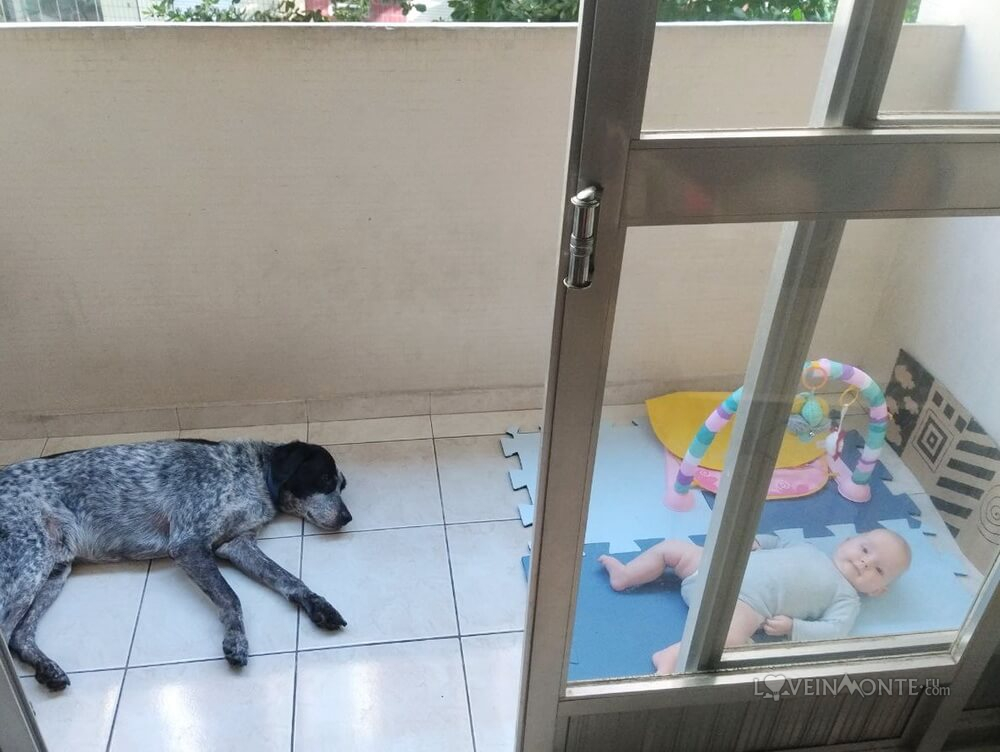 Собака в Сантосе