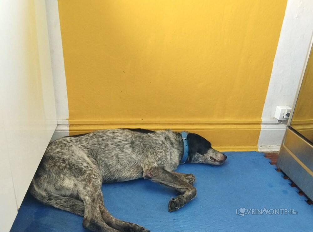 Собака в Бразилии