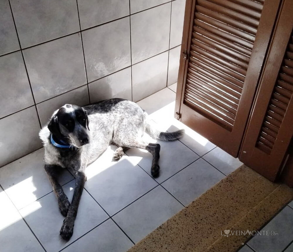 Жизнь с собакой в Бразилии