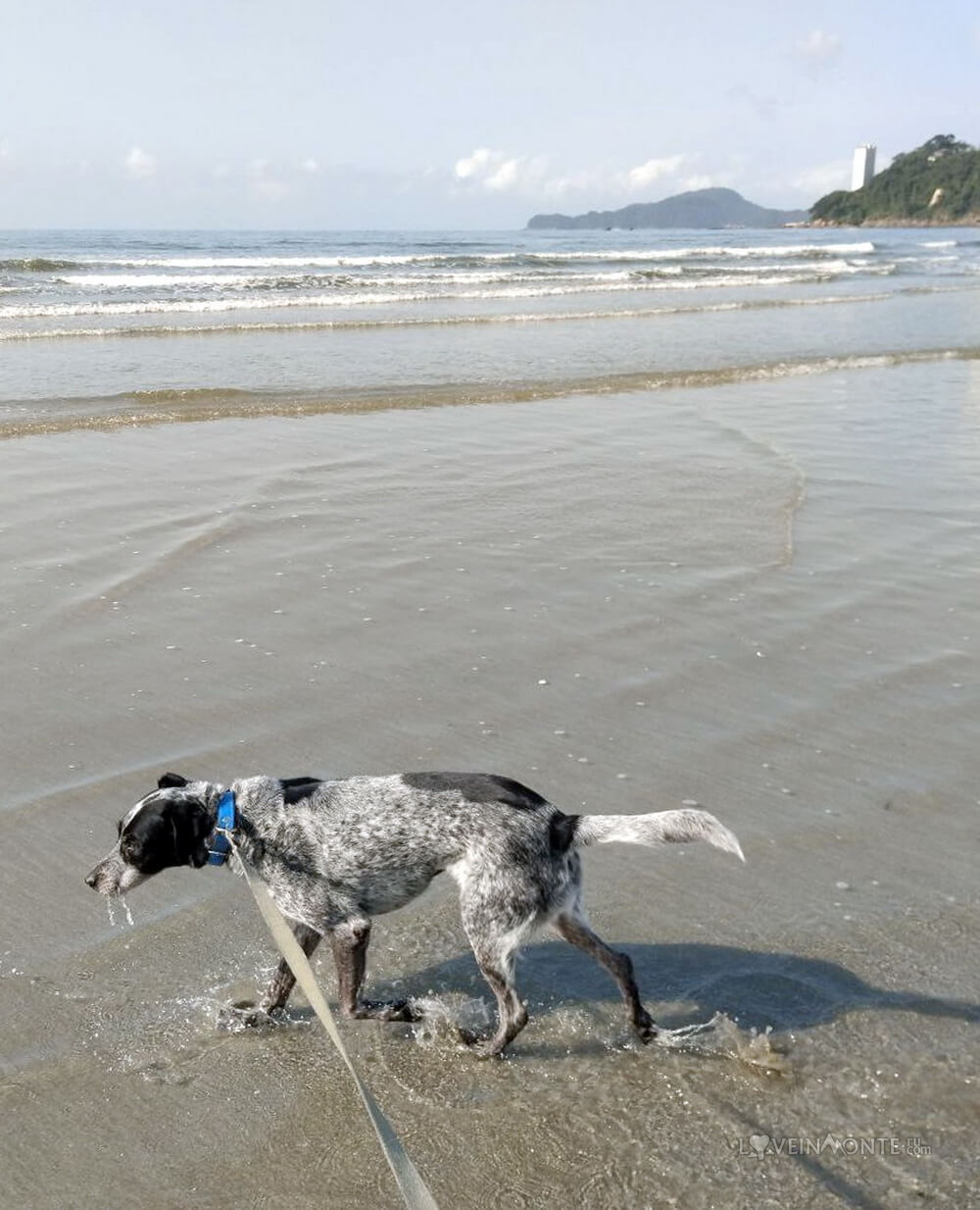 Собака в Сантосе