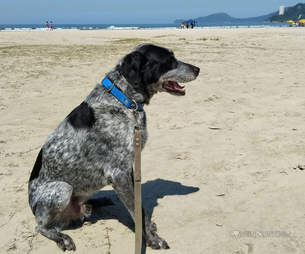 Сантос с собакой